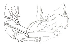 It was as if I had cast a magic spell… Storytelling [has] never failed yet to engage and stimulate.” Illustration  Tamar Levi